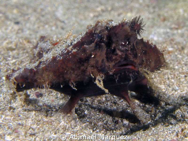 Batfish by Abimael Márquez 