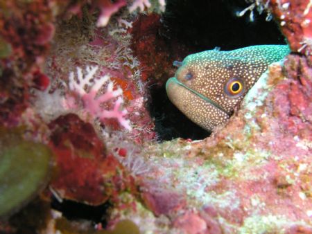 This is a Yellow Tail eel.This little guy has a head abou... by Scott Sternlieb 