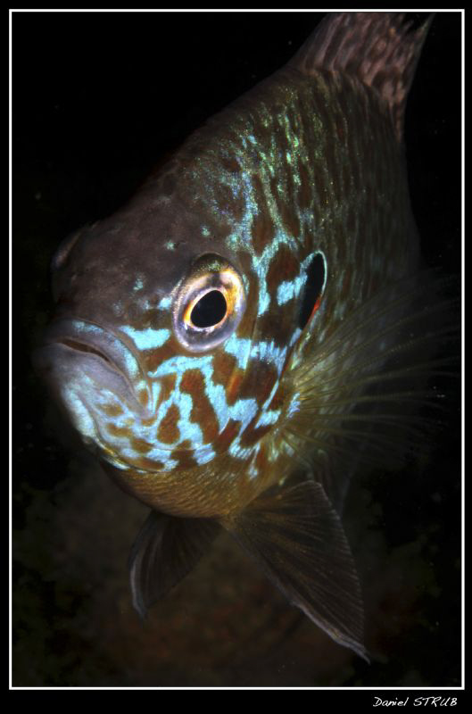 Pumkinseed sunfish :-D by Daniel Strub 