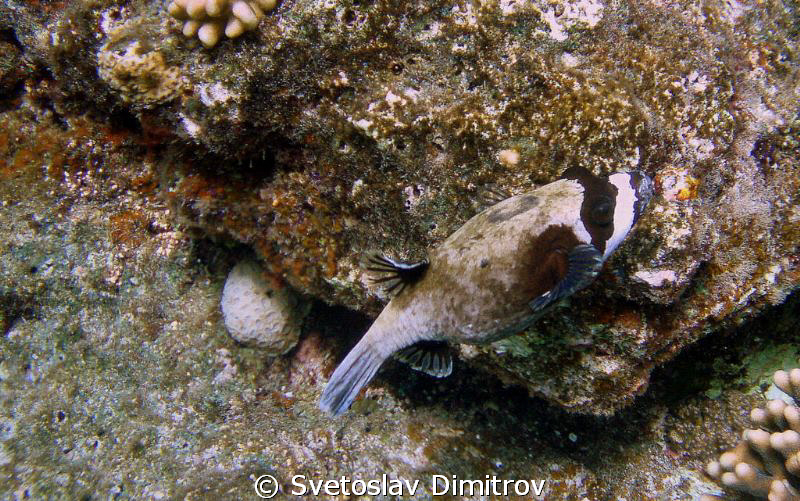 Masked puffer fish by Svetoslav Dimitrov 