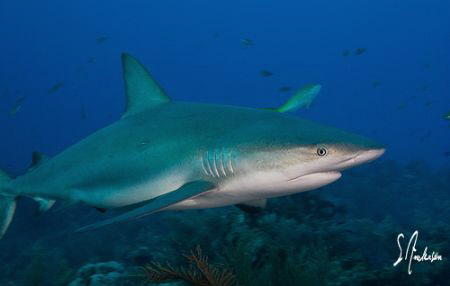 Love the sharks! They sure can put on a great show , this... by Steven Anderson 