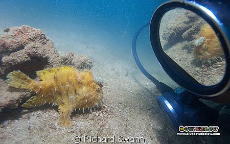 Vanity ! Hairy Frogfish, TAR Park, Sabah, Borneo by Richard Swann 