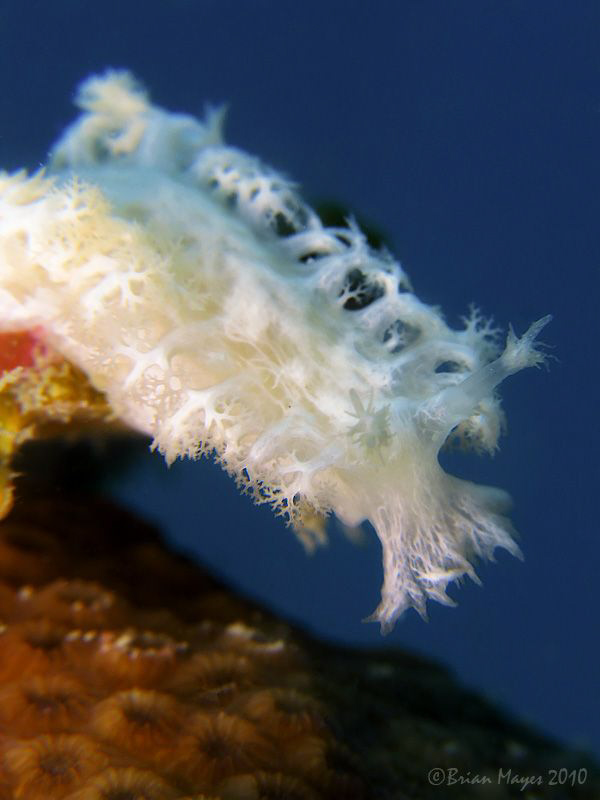 Nudibranch (Tritoniopsis sp.) by Brian Mayes 