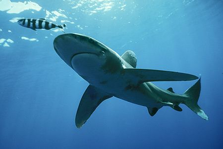 red sea - longimanus - circling araund the 12 liveaboards... by Manfred Bail 