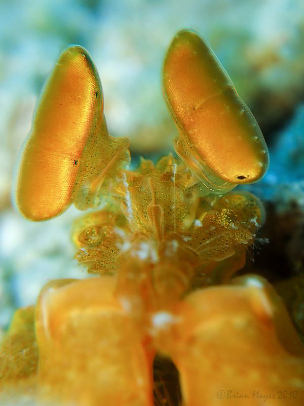 Orange Mantis Shrimp (Lysioquilloides mapia) by Brian Mayes 