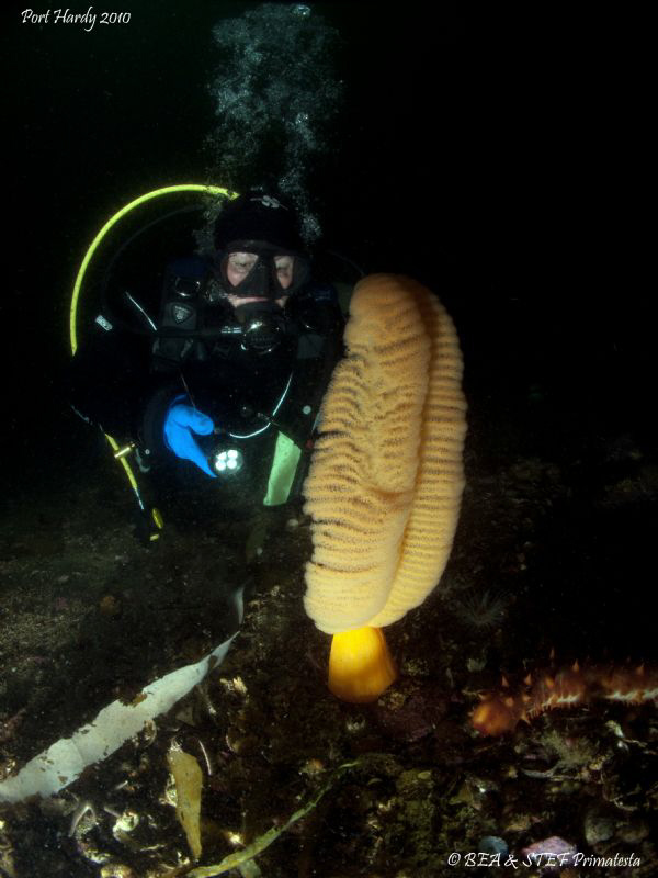 Orange Sea Pen. Canon G10. by Bea & Stef Primatesta 