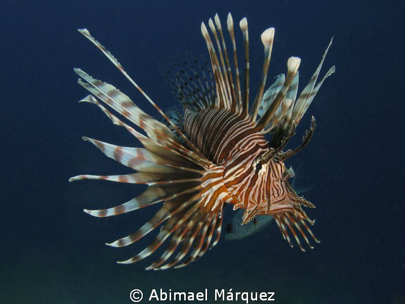 Lionfish by Abimael Márquez 