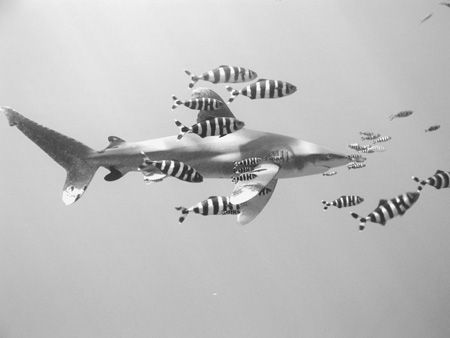 longimanus @ elphinstone reef, red sea by Guja Tione 