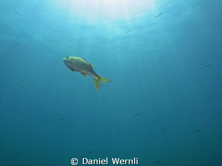 Freedom by Daniel Wernli 