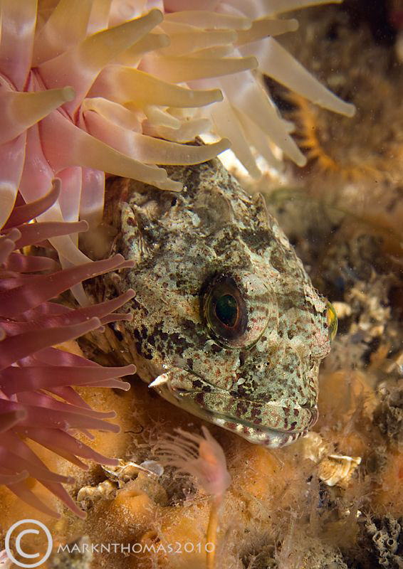 Scorpionfish amongst dahlia anemones.
Menai Straits, 201... by Mark Thomas 