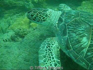 Saw this sea turtle off of pompano beach in Florida, It w... by Tiffany Driggers 