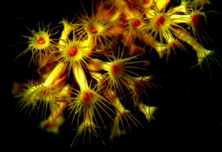 Taken CANON EOS 50D with  macro lens and flash Ikelite 160DS by Veronika Matějková 