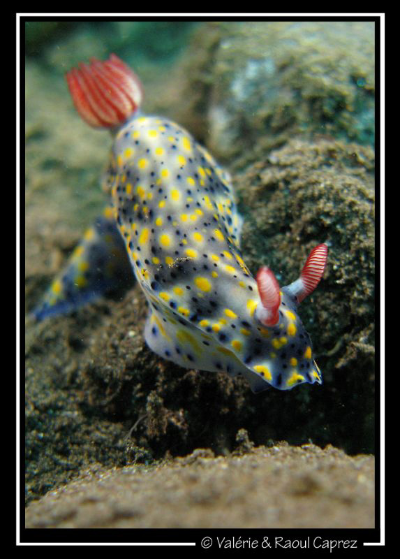 Hypselodoris infucata on its way by Raoul Caprez 