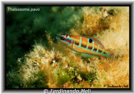 A beautiful Thalassoma pavo in the Mediterranean sea. A v... by Ferdinando Meli 