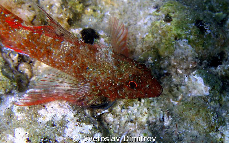 This bleny is ready to smile for my camera. Olimpys M 700. by Svetoslav Dimitrov 