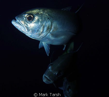 Big Eye Jacks by Mark Tarsh 