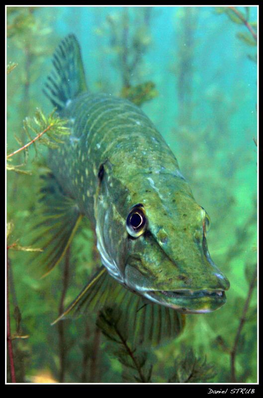 Adult pike :-D by Daniel Strub 