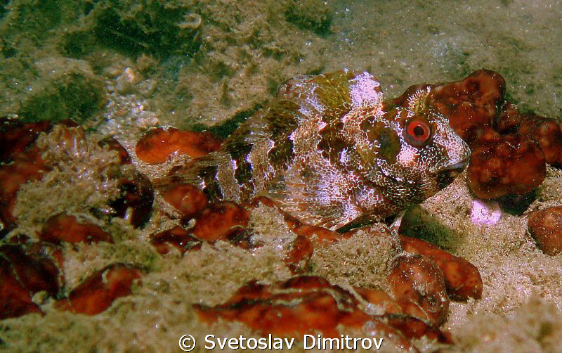 Bleny, happy to receive more attention by Svetoslav Dimitrov 