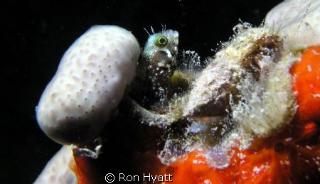 The Prince Albert wreck at CoCoView. Olympus  c5050 with ... by Ron Hyatt 