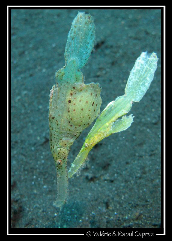 A couple of Solenostomus cyanopterus by Raoul Caprez 