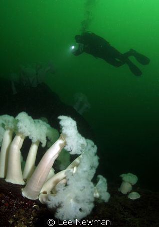 Plumose anemones in the "Emerald Sea". Vancouver, BC
Can... by Lee Newman 