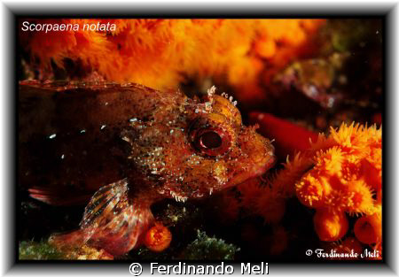 A Scorpaena notata in the Mediterranean sea. by Ferdinando Meli 