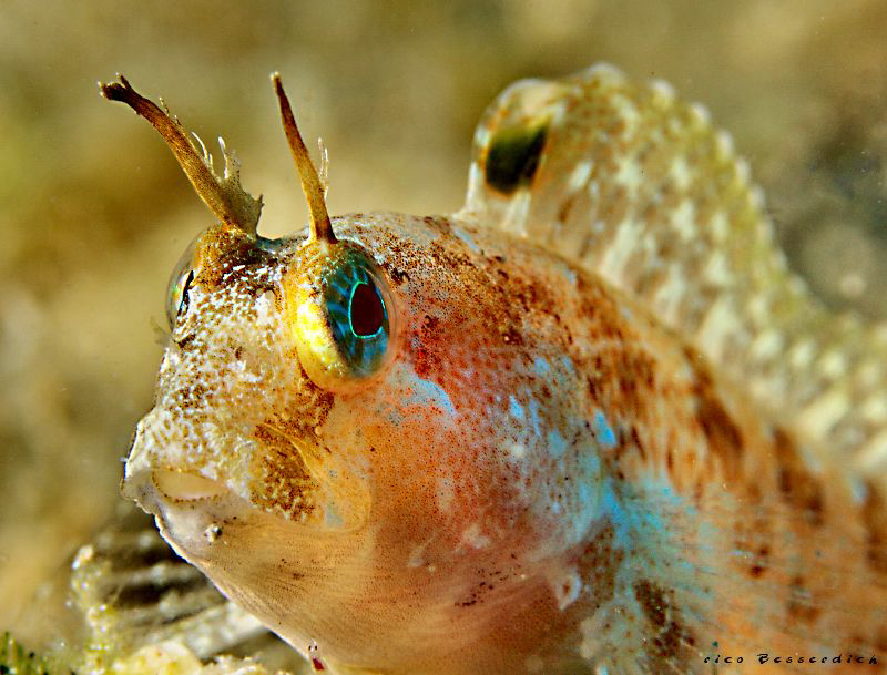 Blenny by Rico Besserdich 