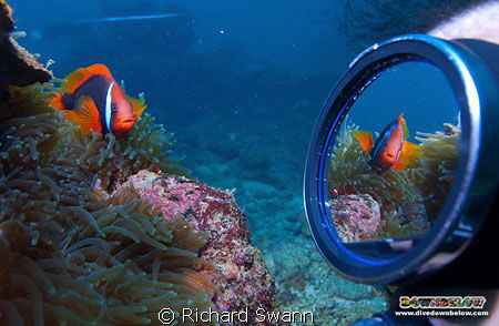 Tricky but fun ;) Bridled Anemonefish, TAR Park, Kota Kin... by Richard Swann 