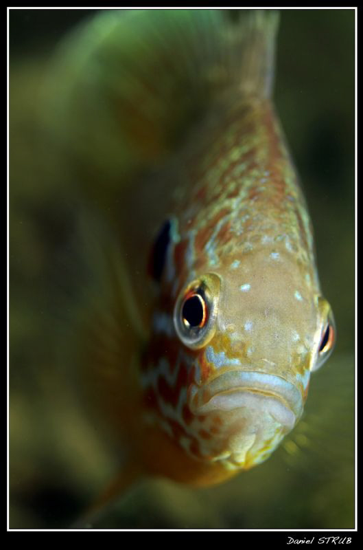 Face to face with a magnificent pumkinseed sunfish :-D by Daniel Strub 