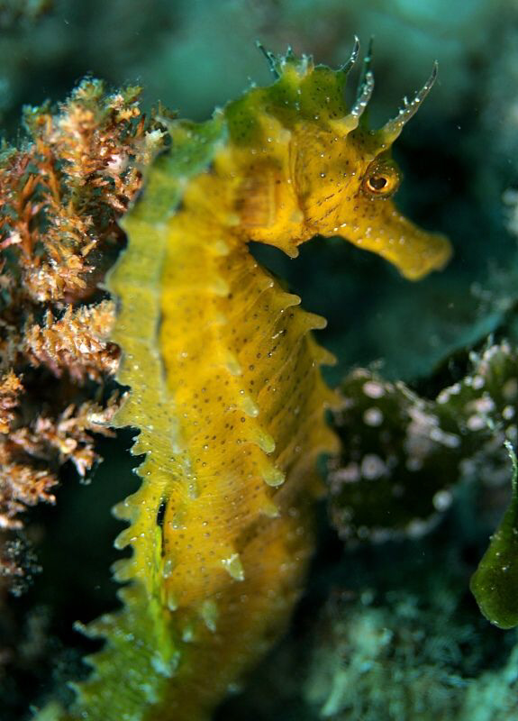 Beautiful little seahorse by Veronika Matějková 