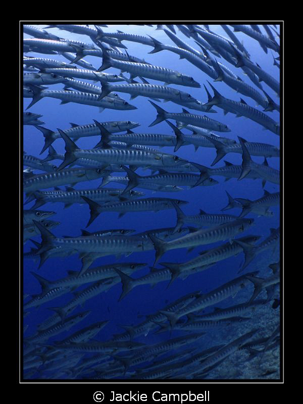 Barracuda wallpaper.....
I will never tire of diving wit... by Jackie Campbell 