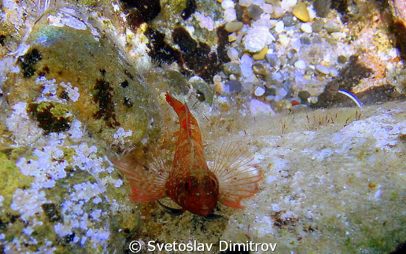 Mating bleny by Svetoslav Dimitrov 