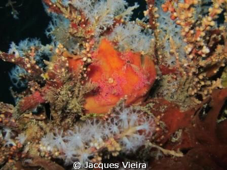Frog fish on Mitsio by Jacques Vieira 