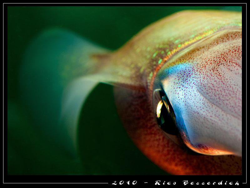 Close to the squid :-) by Rico Besserdich 