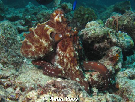 octo on the hunt! by Pieter Roos 