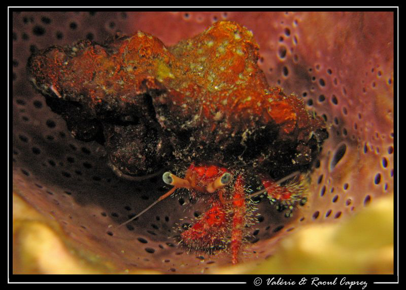 Two houses (a shell and a sponge) :-) by Raoul Caprez 