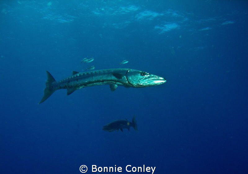 Barracuda seen in Grand Cayman August 2010.  Photo taken ... by Bonnie Conley 