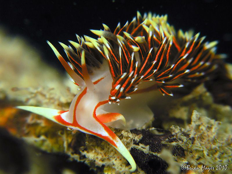 Nudibranch (Phidiana militaris) by Brian Mayes 
