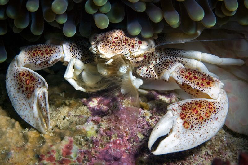 porcelain crab filtring for food by Henry Jager 