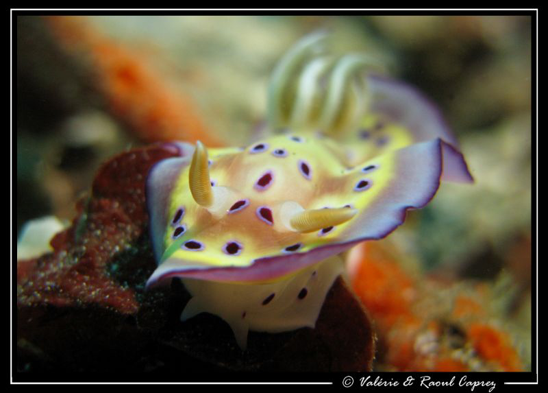 Oups ! Marylin Monroe ... :-)   (Chromodoris kunei) by Raoul Caprez 