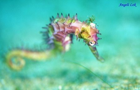 Pink Thorny Seahorse taken at Puerto Galera on Feb 04. by Angeli Lok 