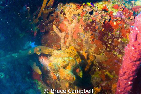 RMS Rhone Bulkhead by Bruce Campbell 