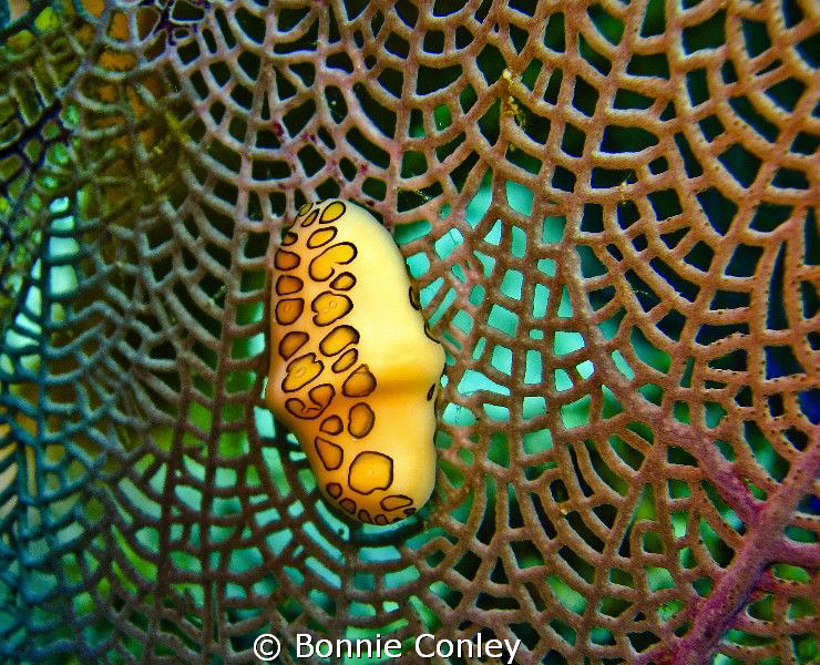 Flamingo tongue on sea fan.  Photo taken in Grand Cayman ... by Bonnie Conley 