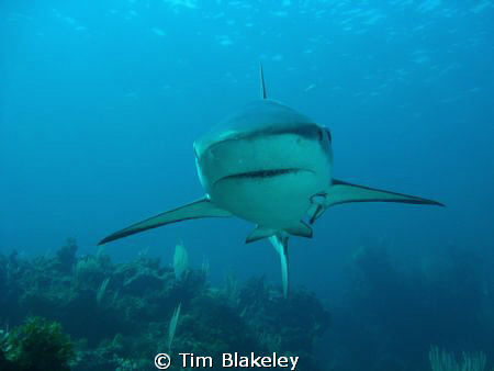 Black tip reefy by Tim Blakeley 