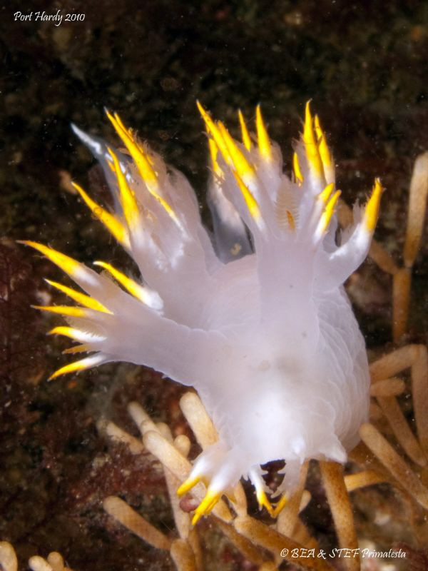 Multicolor dendronotid (Dendronotus diversicolor). Canon ... by Bea & Stef Primatesta 