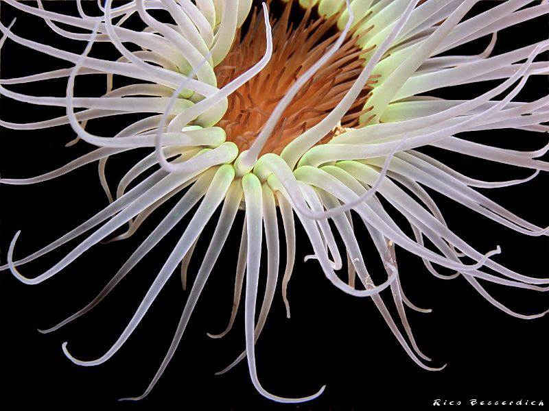 "Night Beauty" by Rico Besserdich 