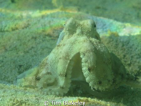 Found in a beer bottle! by Tim Blakeley 