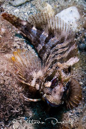 Parablennius gattoruggine (cropped) by Vittorio Durante 