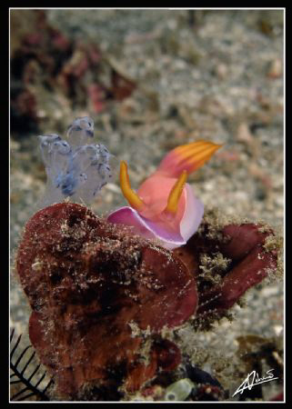 bullochi! by Adriano Trapani 