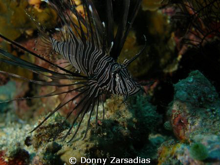 Lion Fish taken at Puerto Gallera, Mindoro, Philippines by Donny Zarsadias 